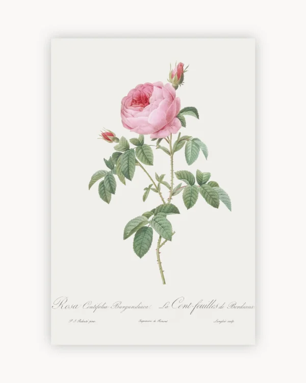 Vintage Cabbage Rose