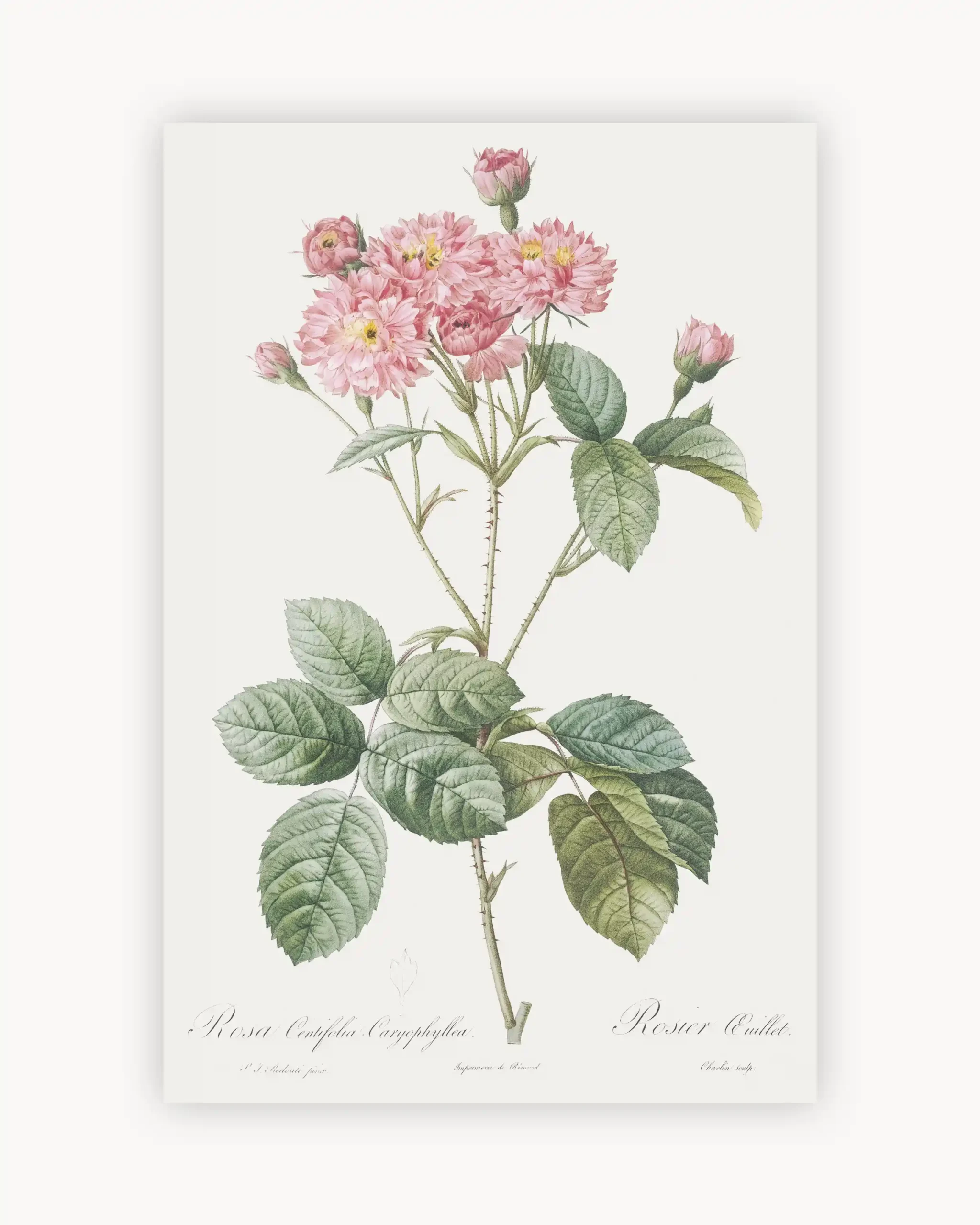 Vintage Carnation
