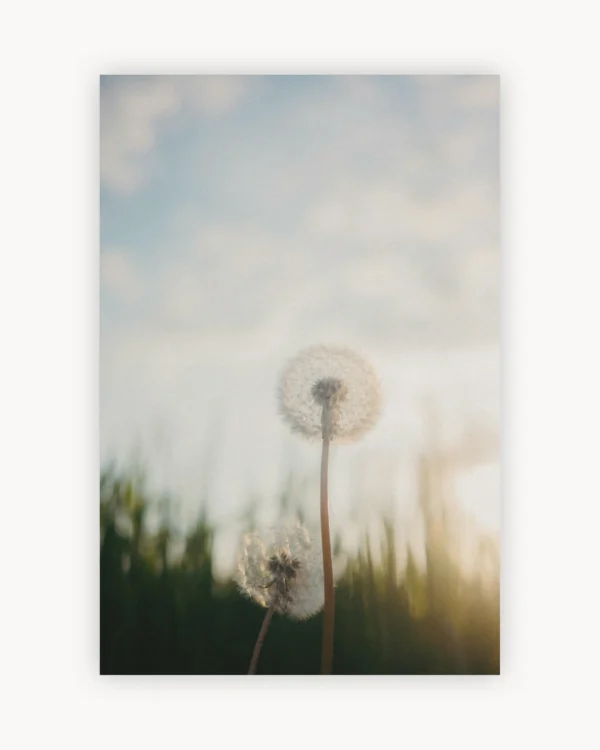 Dandelion Glow