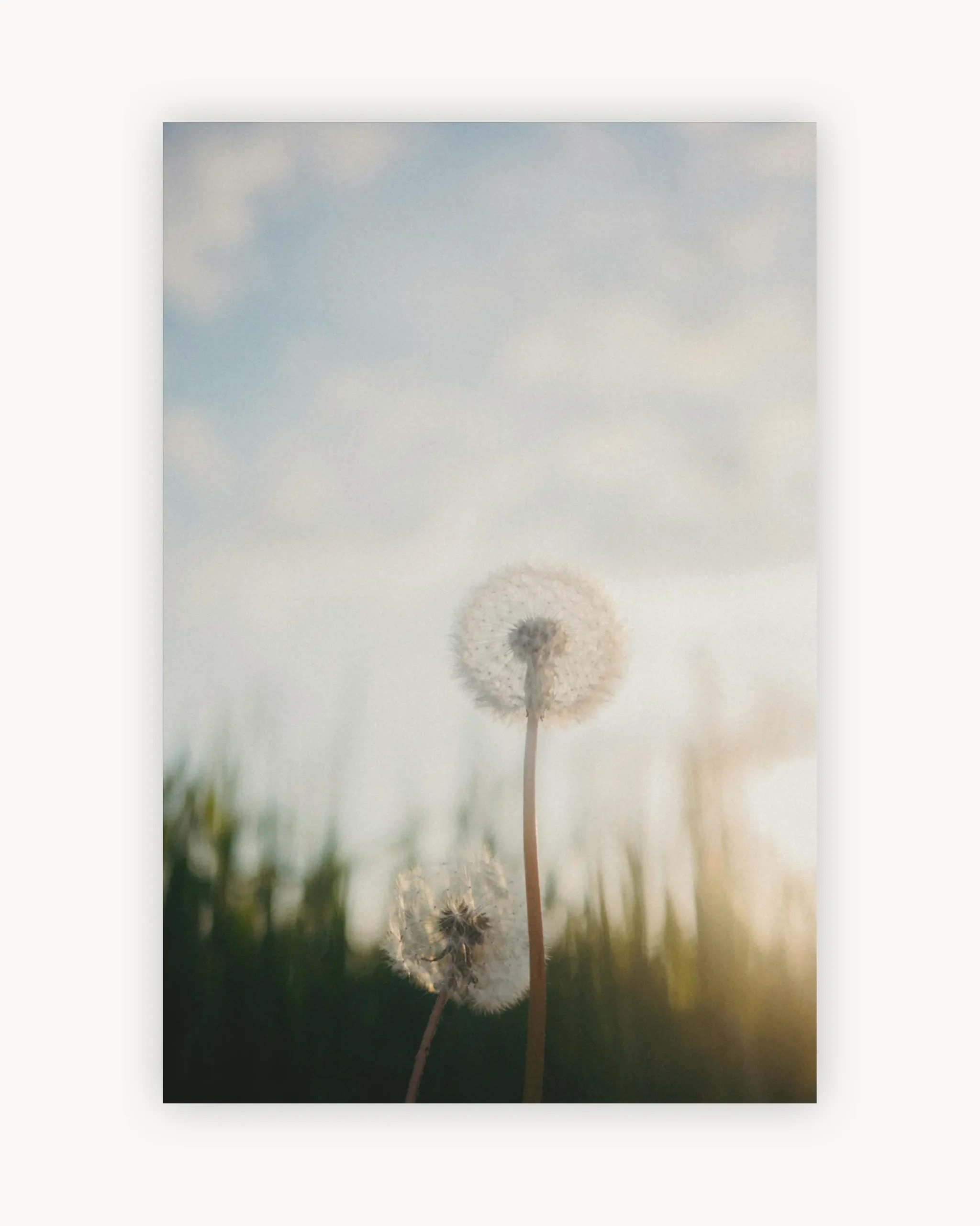 Dandelion Glow