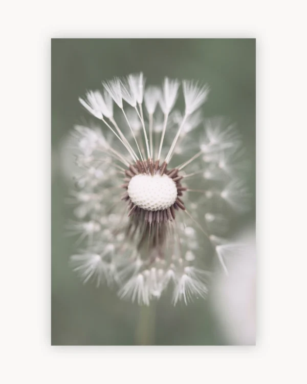 Dandelion Macro
