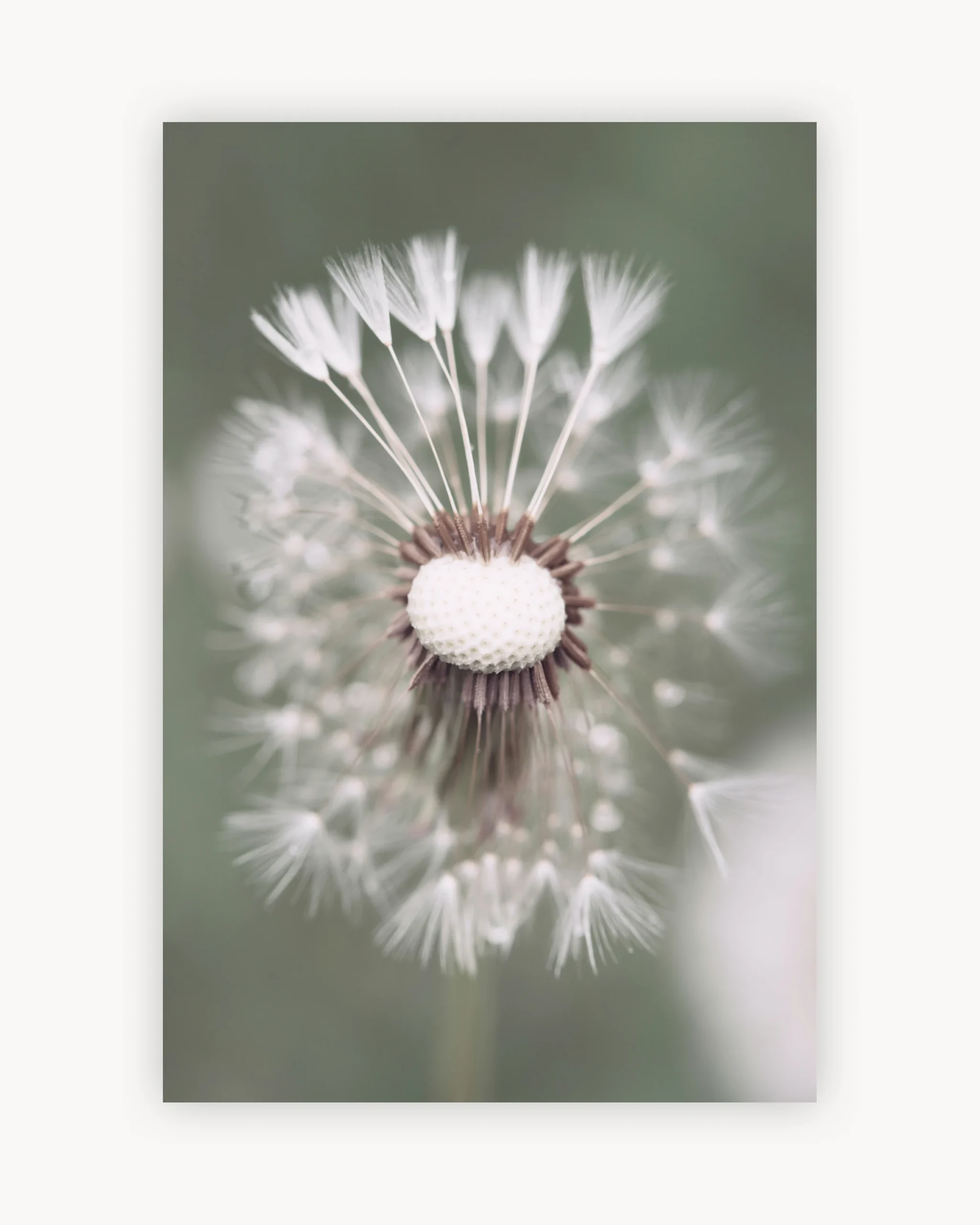 Dandelion Macro
