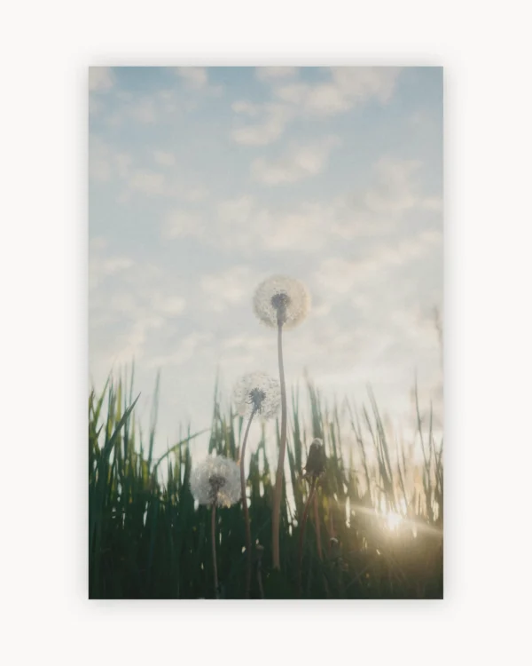 Dandelion Sky