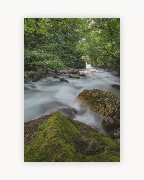 Forest Stream